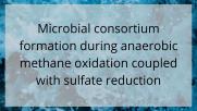 Author Blog Post: Microbial consortium formation during anaerobic methane oxidation coupled with sulfate reduction